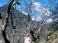 Wandern entlang der unzähligen Bewässerungskanäle (Levadas) Madeiras : Andrea, kahle Bäume